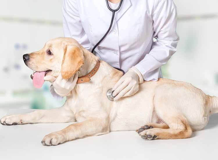 BVSc (Veterinary Sciences)